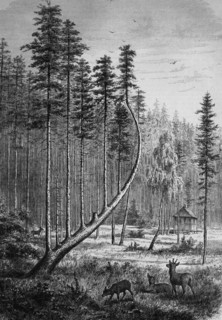 Sommerau harp