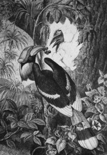 Hornbill