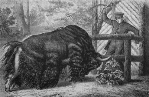 Black yak