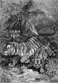 Tigress with cubs