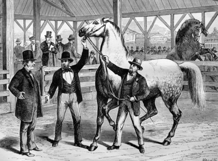 Horse market in paris