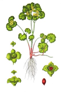 Golden saxifrage