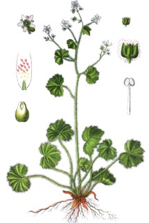 Round-leaved saxifrage