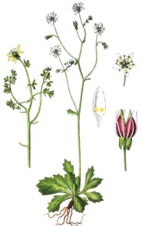 Starry saxifrage