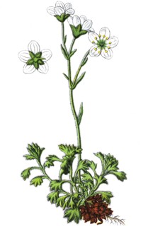 tufted saxifrage