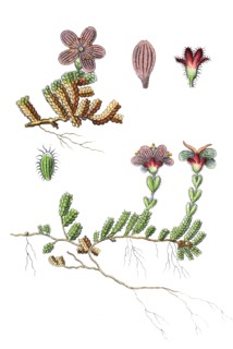 Purple saxifrage