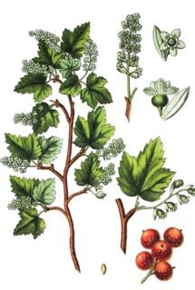 Alpine currant