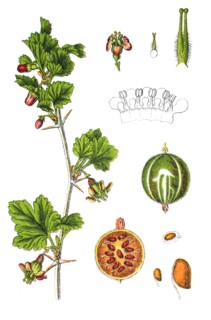 Gooseberry