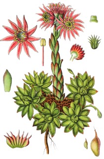 Mountain houseleek