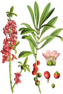 mezereon