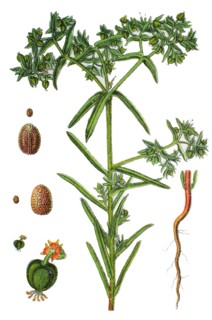 dwarf spurge.