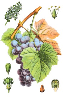grape vine