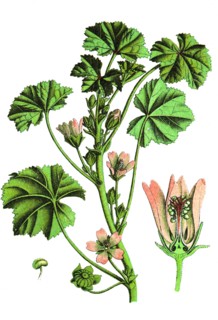 Common mallow
