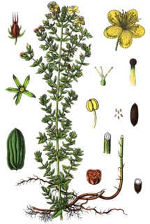 St john's wort