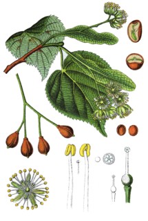 Little-leaf linden