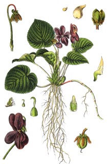 Sweet violet