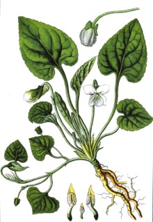 white violet