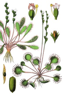 Common sundew