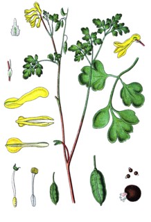 Yellow corydalis