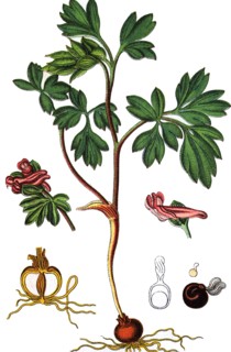 Middle corydalis