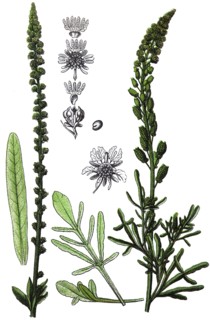 Dyer's rocket