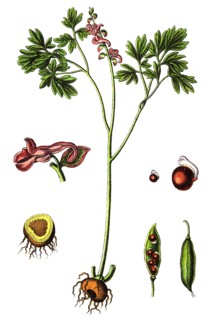 Corydalis