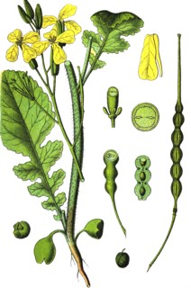 Wild radish
