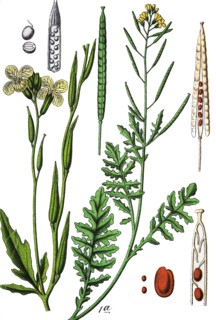 Common dogmustard