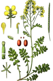 Dogmustard
