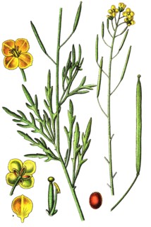 Perennial wall-rocket
