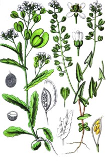 Field penny-cress, right:  cotswold pennycress