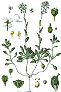 Alpine penny-cress