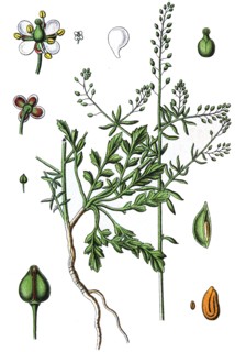 tall pepperwort