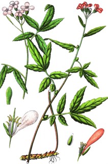 Coralroot