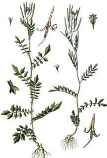 Bittercress