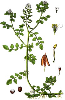Watercress