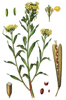 Aegean wallflower
