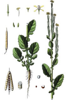 Small-flowered wintercress