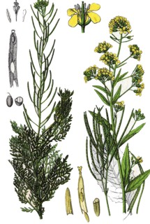 flixweed