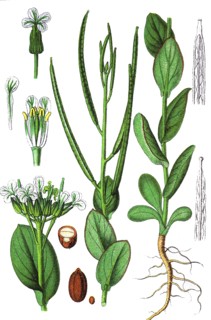 Hare's ear mustard