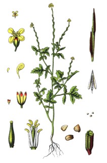 Hedge mustard