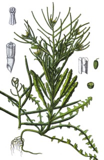 Treacle mustard