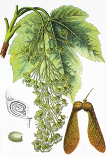 Sycamore maple