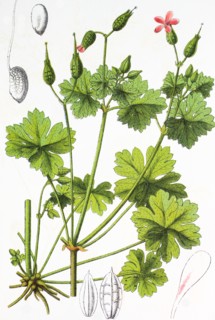 Shining cranesbill or shining geranium
