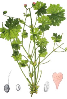 Dovesfoot geranium