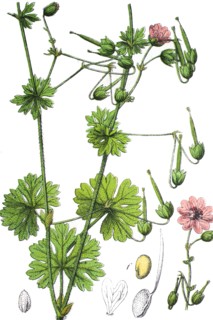 Hedgerow crane's-bill