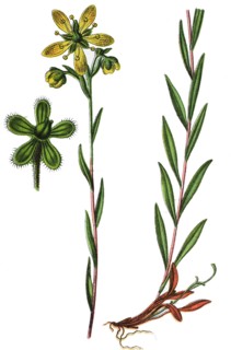 Bog saxifrage