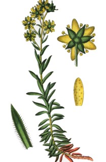 Yellow saxifrage