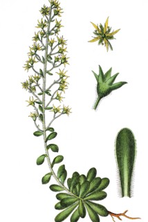 Saxifraga mutata