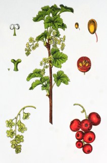 Red currant